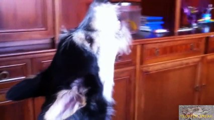 perritos tiernos y graciosos