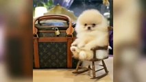 Cute Pomeranian Puppies Doing Funny Things #4 _ Cute and Funny Dogs