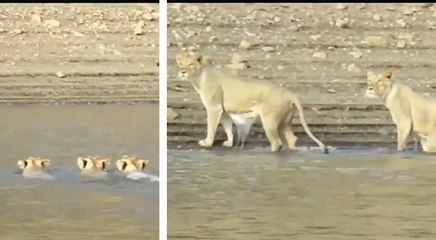VIDEO: कभी शेरनियों को तैरते देखा है? गुजरात में 3 शेरनी एक साथ नदी पार करते कैप्चर हुईं