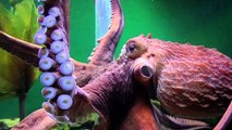 Octopus Arms Have Minds of Their Own