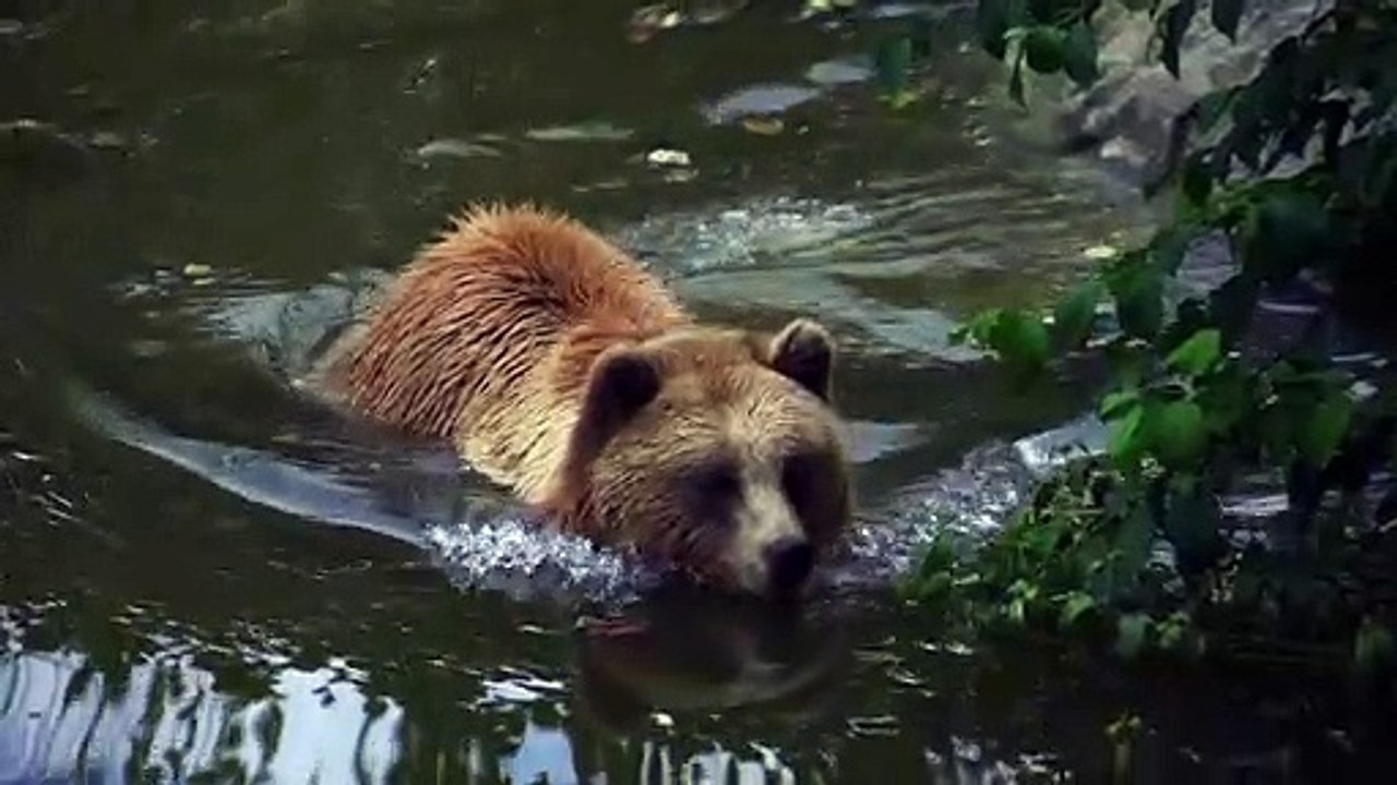 Brown Bear Full HD 1080p