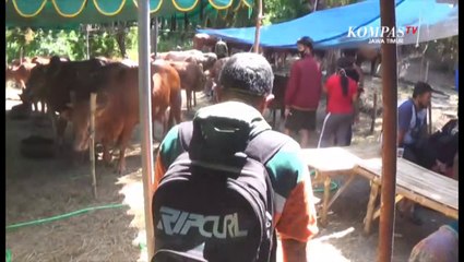 Pemkot Surabaya Sidak Kesehatan Hewan Kurban.