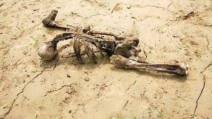 कानपुर: मानव कंकाल मिलने से मचा हड़कंप