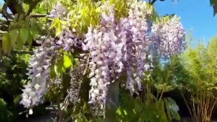 Beautiful birds and animals