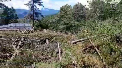 Vista Residences workers cut trees in Outlook Drive, Baguio City