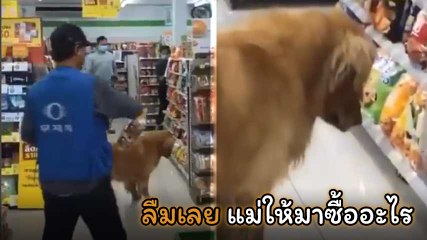 น่ารักมาก !! น้องหมาเข้าร้านสะดวกซื้อ ของเยอะละลานตา อาการมันก็จะงง ๆ หน่อย