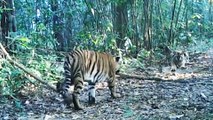 Myanmar’s commercial tiger and pangolin farms may also fuel endangered species trade