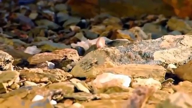 Hero Monkey save, Mouse From Snake, Python hunting, Fail Most Amazing ,Animals save another ,Animals