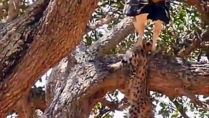 Hero Mother, Leopard save ,Baby From Eagle ,hunting Fail , Most Amazing, Animals save another, Animals