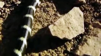 Hero Rat save ,Mouse From Snake ,Python hunting Fail  ,Most Amazing Animals, save another, Animals