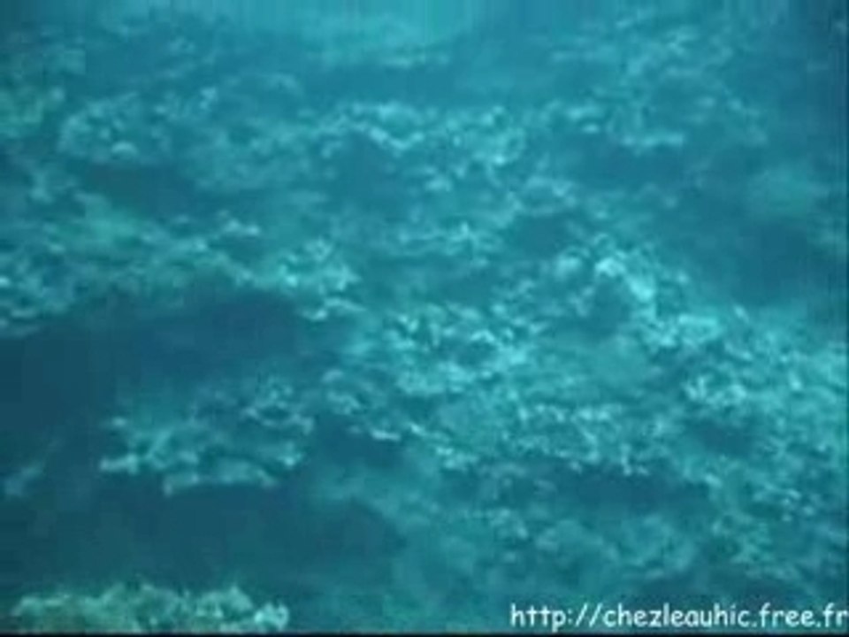 Video_plongee_reunion_St_Leu