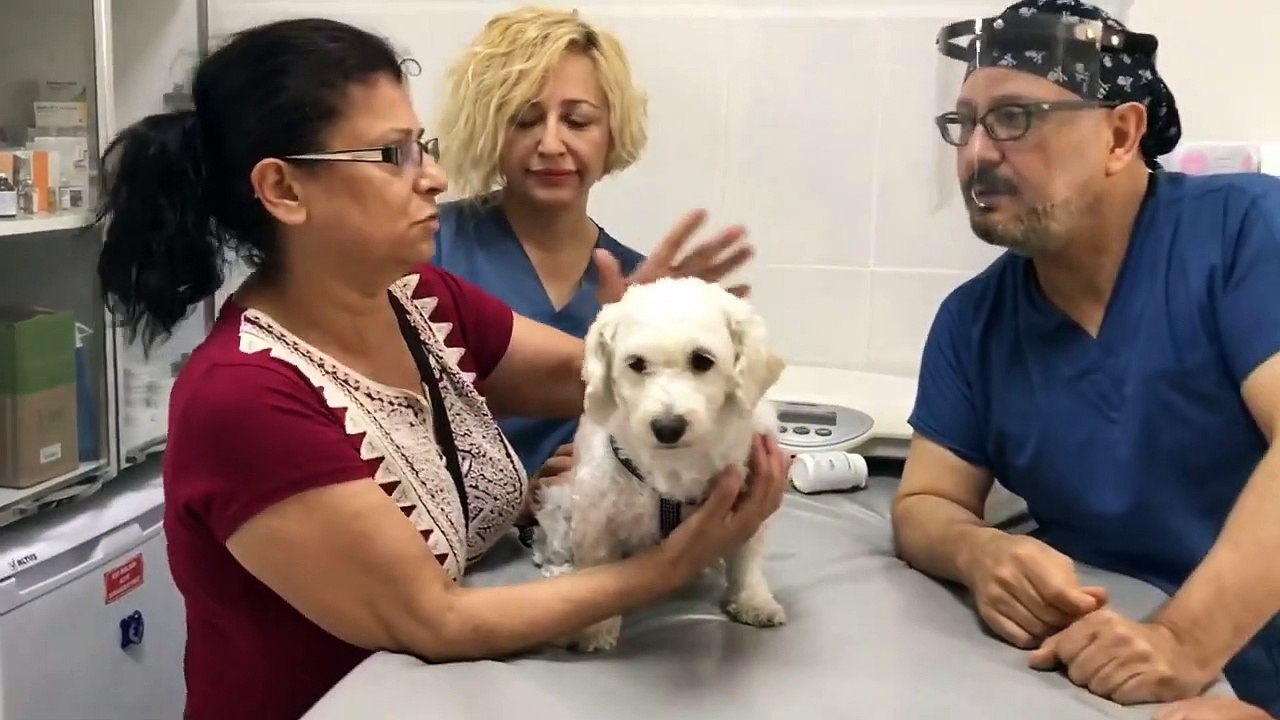 Köpek beslenmesi.