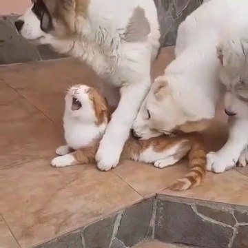 ALABAY COBAN KOPEGi YAVRULARI KEDiYLE SABAH SPORU - ALABAI SHEPHERD DOG PUPPiES WiTH CAT MORNiNG EXERCiSE