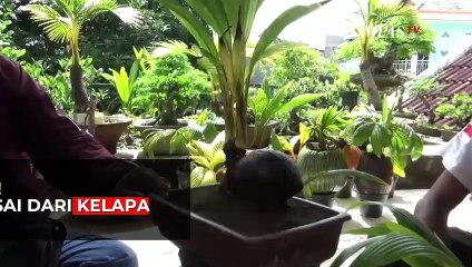 Unik! Kreasi Bonsai Dari Kelapa