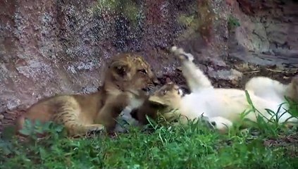 Un zoo de Roma presenta a dos leonas nacidas durante el confinamiento
