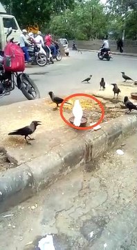 WHITE CROW | SAFED KAUA | Exception Bird