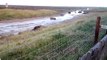 Seals ashore for breeding season at RAF Donna Nook, near North Somercotes in Lincolnshire