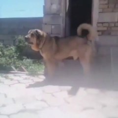 ORTA ASYA COBAN KOPEGi - CENTRAL ASiA SHEPHERD DOG