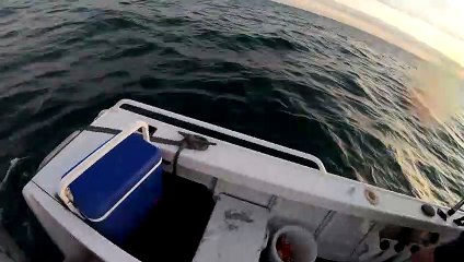 Shark Circles Fishing Boat