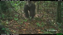 Camera Trap Photos of Cross River Gorillas