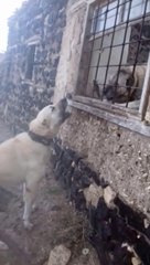 CAMDAN CAMA vs ANADOLU COBAN KOPEKLERi - ANATOLiAN SHEPHERD DOG vs