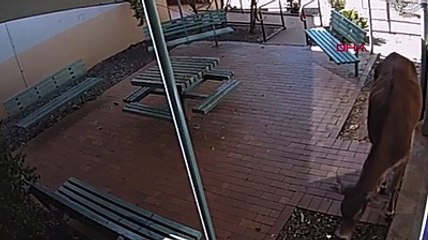 Karakola inek paniği! Polisler ne yapacağını şaşırdı