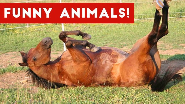 Funniest Pet Clips, Bloopers & Moments Caught On Tape 2017 _ Funny Pet Videos