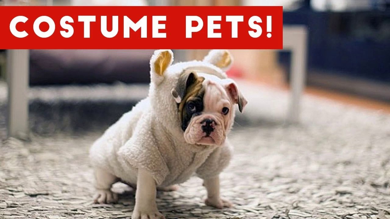 Try Not To Laugh At These Funny Pets In Costumes Video Compilation