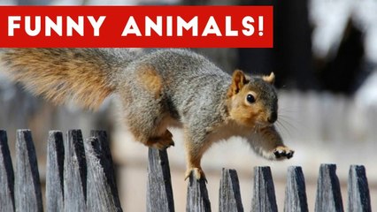 Funniest Pet Clips, Bloopers & Moments Caught On Tape 2017 _ Funny Pet Videos