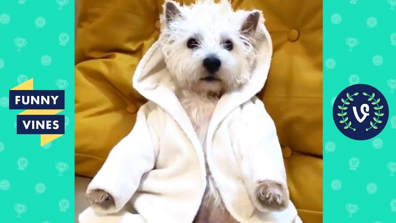 TRY NOT TO LAUGH - Funniest ANIMAL & PETS Compilation _ Funny Vines August 2018