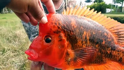 Catching BIG FISH on Tadpoles!