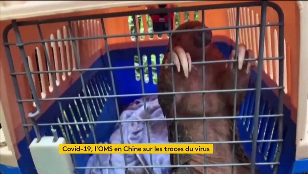 Coronavirus : sur les traces du virus en Chine
