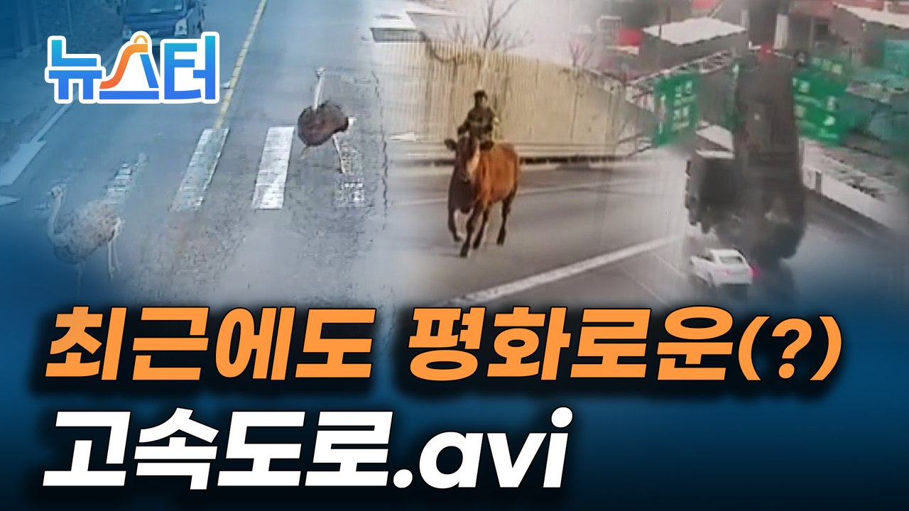 표지판이 부서지고, 동물농장이 펼쳐지고, 고속도로에 드러눕기까지??? 고속도로 위 황당 사고들 [뉴스터]