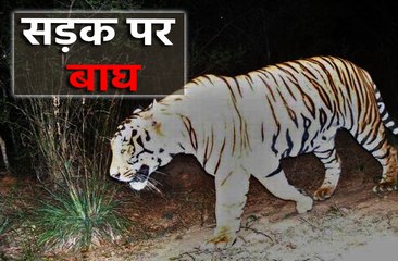 रात में सड़क पर बाघ, राहगीरों की थम गई सांस