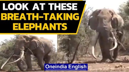 Look at these adorable elephant videos doing rounds on social media | Oneindia News