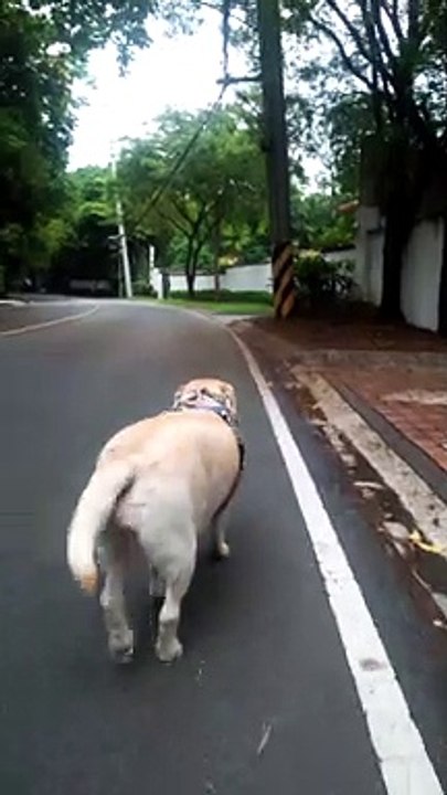 Independent Dog Walks Herself