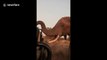 Safari guides have close-up encounter with agitated bull elephant