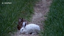 'Rare' white hare spotted in Yorkshire, UK