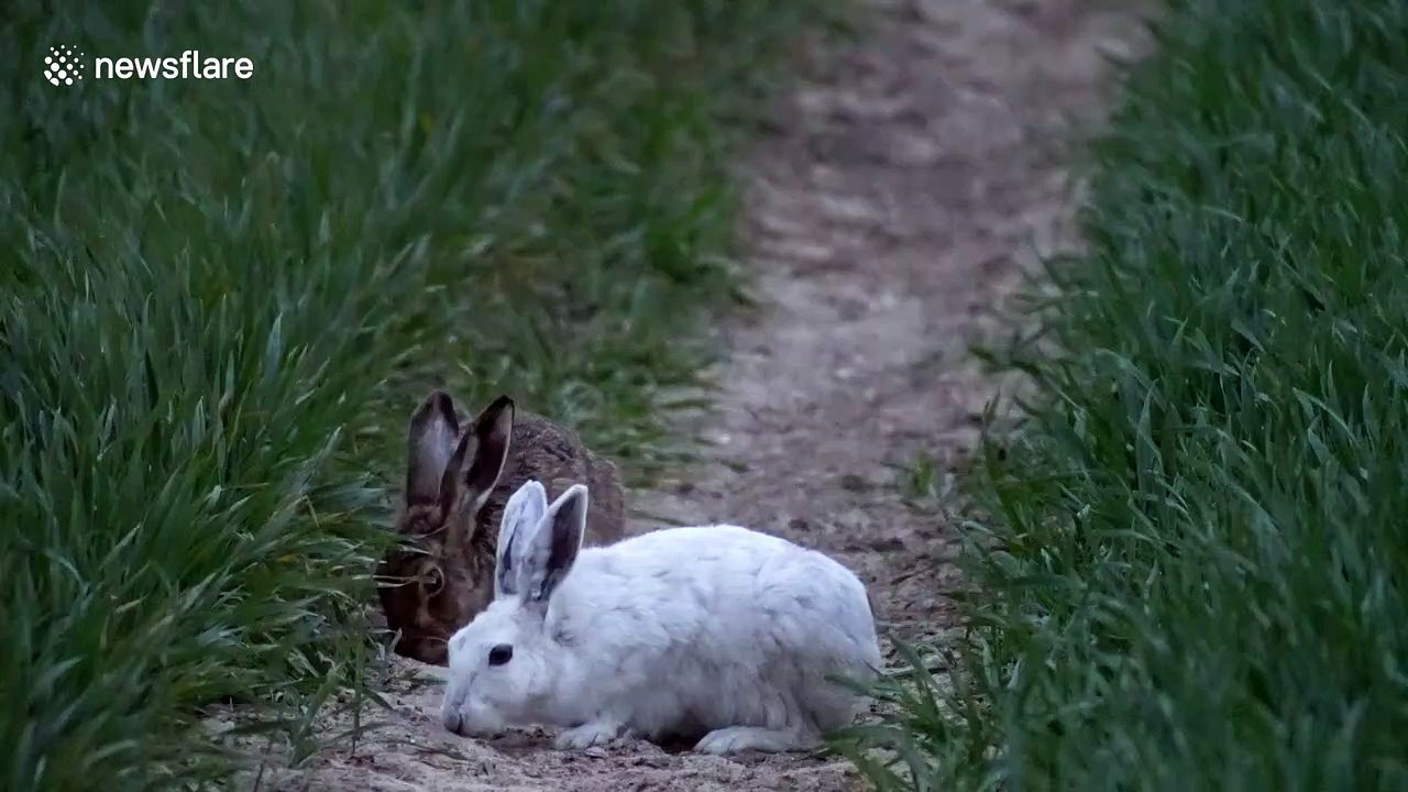'Rare' white hare spotted in Yorkshire, UK