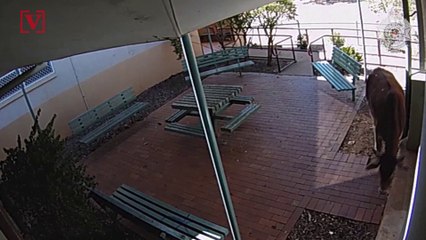 Cow Wanders Into Police Station in Wild Video