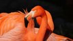Flamingos Resting Together || Beautiful Birds