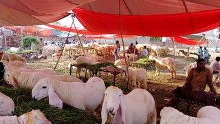 bakra eid | bakra mandi in pakistan | bakra mandi in pakistan 2020 | bakra mandi lahore |