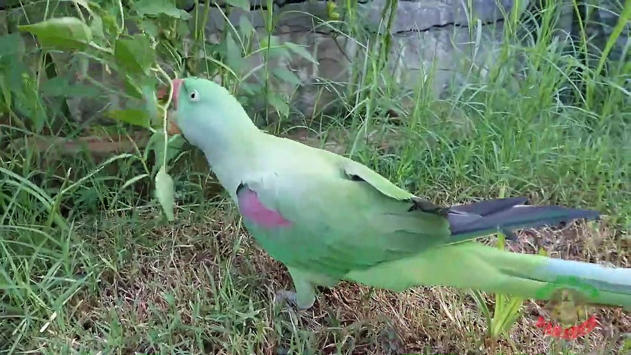 Raw Parrot Tries Hot Jalapeno video Dailymotion