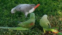 Parrots Feeding on Grass