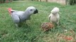 African Grey VS Indian Ringneck Parrot