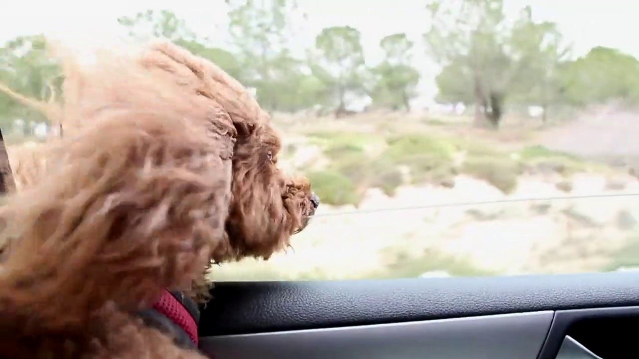 chien midetation