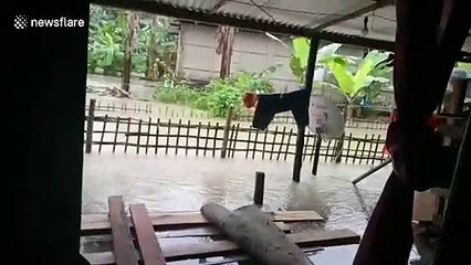 Herd of wild elephants walk knee-deep in floodwater foraging for food in northeast India