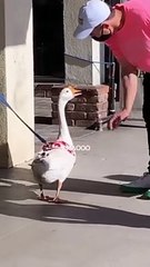 Goose Gives Guy a Scare