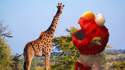 Sesame Street: Elmo Monkey Footprints At Home, On A Savanna.