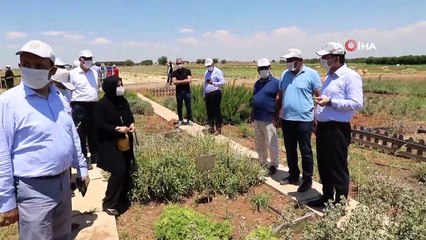Göbeklitepe kadar eski bir geçmişe sahip olan  'Tat karpuz'u tescilleniyor